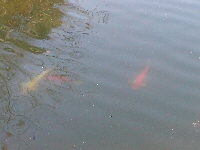 池周遊コース�K　鯉も泳いでいます